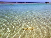  Carnelia Beach Resort